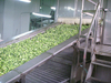 流化床速冻机3000kg/h 流态化单体速冻机 冻结各种蔬菜水果
