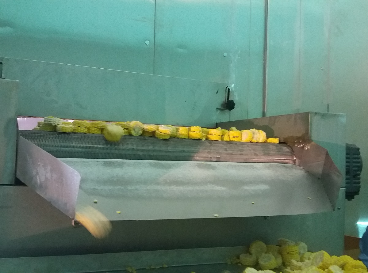 流态化IQF速冻机 产量 300-3000kg/h 适合冻结蔬菜 水果 甜玉米 豆类 胡萝卜